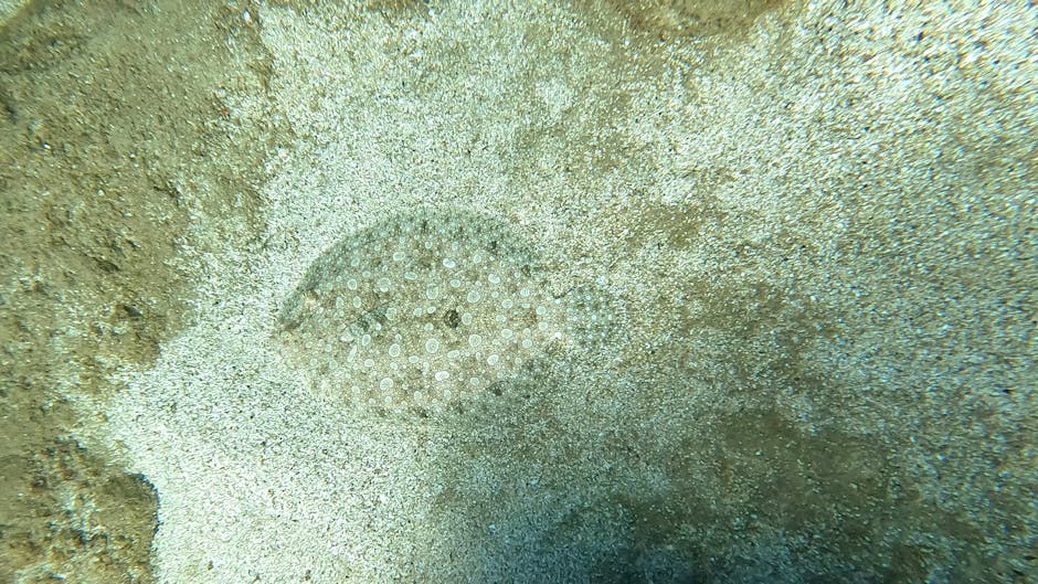 A close-up underwater image showing a small, circular pattern of tiny white and pale yellow polyp-like structures on the sandy seabed, surrounded by fine, granular sand with hints of light blue and gr