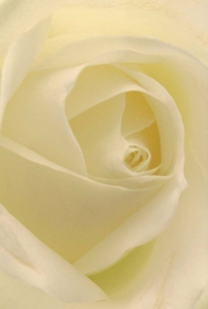 Seen from an intimate angle, this classic white rose emerges in a vision of tranquility. Its petals-smooth and creamy-fold in a perfect spiral, catching soft, natural light that brings out a subtle gradient from ivory at the tips to a warmer, buttery hue at the heart. The atmosphere is one of calm sophistication, echoing the quiet charm found in Beddington's residential lanes or the gentle whisper of a breeze across local allotments. The florist's touch is evident in the flawless balance and symmetry, making this rose a natural centrepiece for heartfelt apologies, romantic overtures, or the elegant tablescapes of a Beddington wedding. Shadows tease the gentle curves, enhancing depth and lending a sense of serene resilience to the bloom. The suggestion of fragrance-clean and serene-underscores the quiet confidence and care invested in every floral display across the area. This rose speaks of enduring beauty, sensitivity, and an unspoken promise to honour life's most poignant moments with grace.